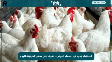 استقرار جديد في أسعار البيض.. تعرف على سعر الكرتونة اليوم